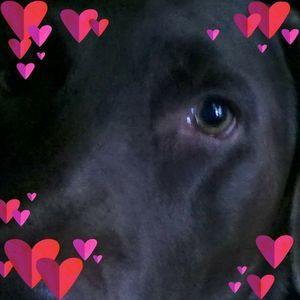 Meet your Posher, Francis